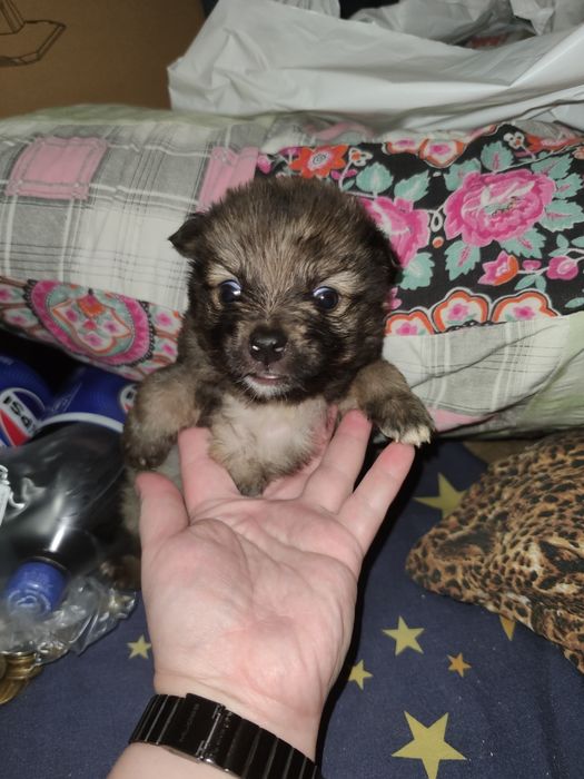 Дівчинка, буде маленька, 1,5 м цуцик, щенок