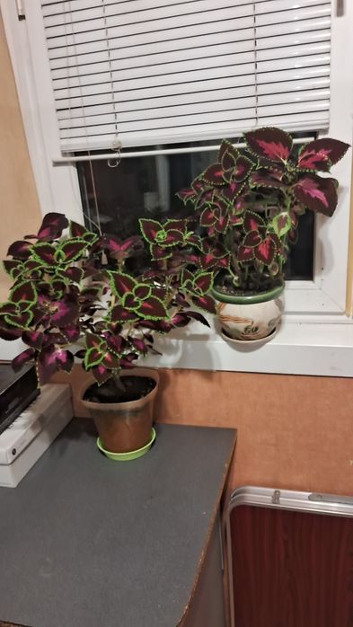 Колиус вегетативный