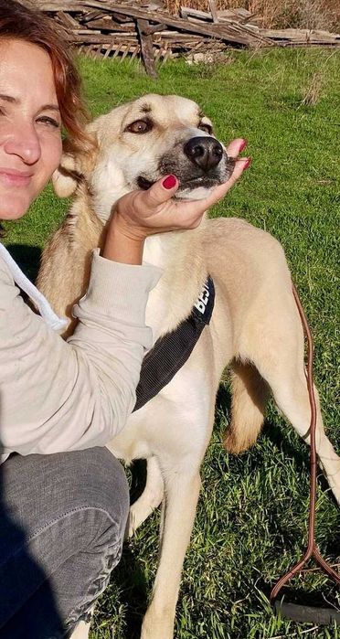 Bendżi piękny biszkoptowy pies do adopcji. Uratowany w Bułgarii