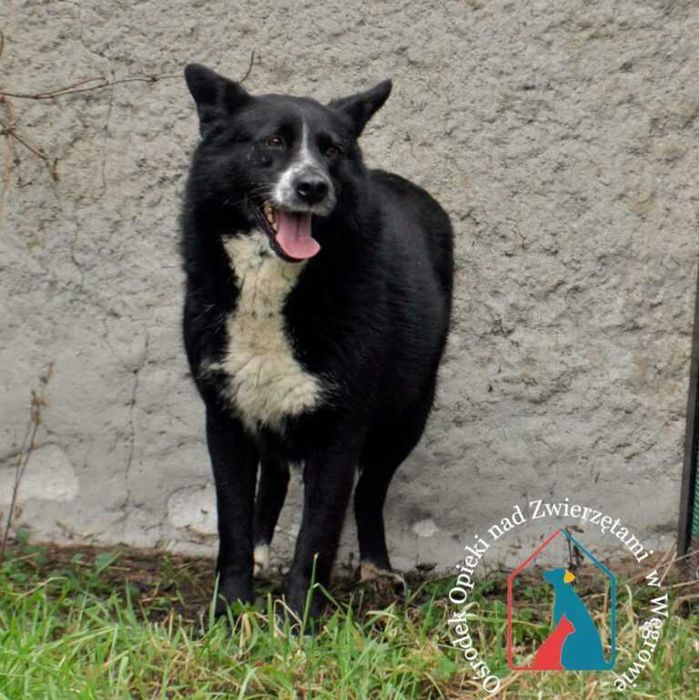 Sunia Oma szuka domu!