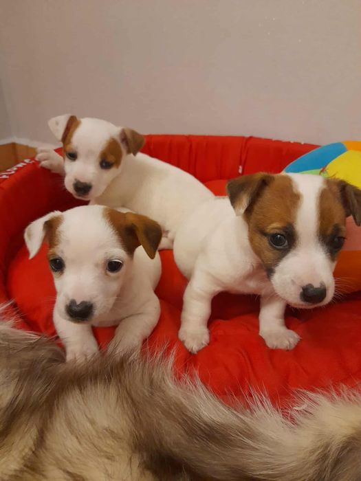 Szczeniak Jack Russell Terrier