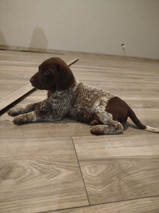 Wyżeł niemiecki krótkowłosy -suka