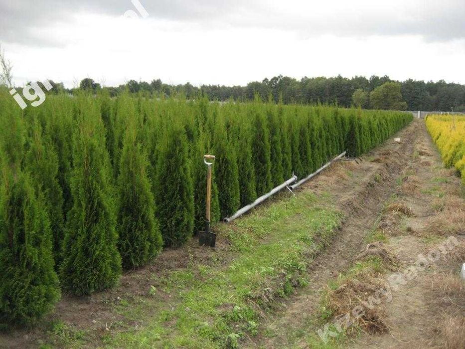 170cm tuja SZMARAGD 150cm smaragd ‼️ PRODUCENT ‼️ 180 160cm transport