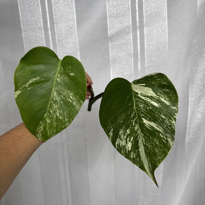 Monster albo variegata top