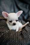 Piesek chihuahua Bianco