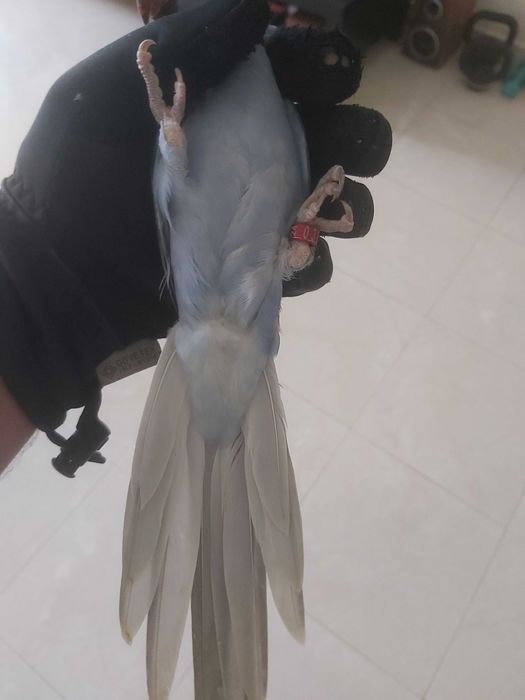 Ring Neck Violeta Cobalto/CC Macho 2024