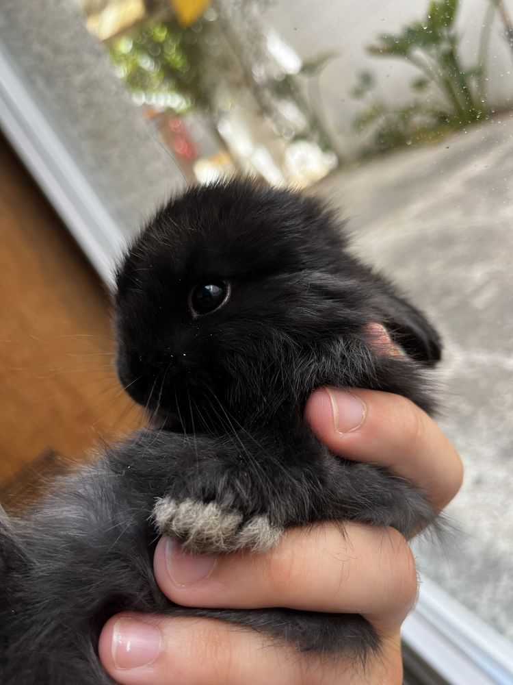 Criador coelhos anões orelhudos
