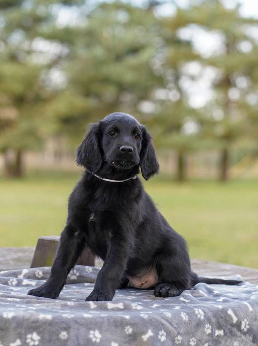 Flat coated retriever czarny piesek gotowy do odbioru