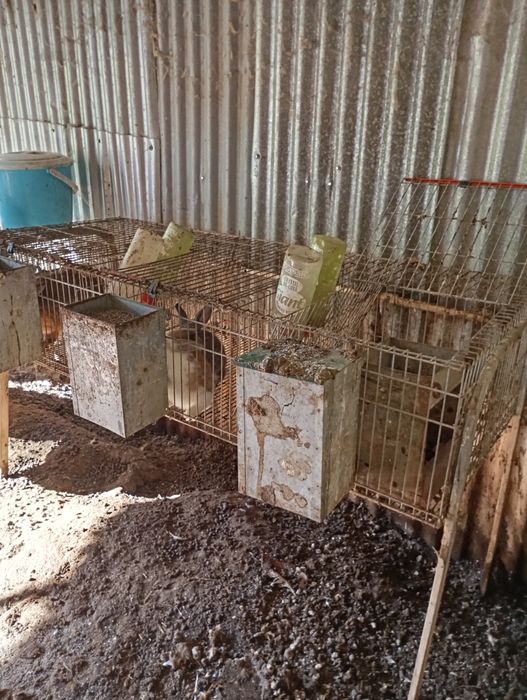 Coelheira 3 compartimentos