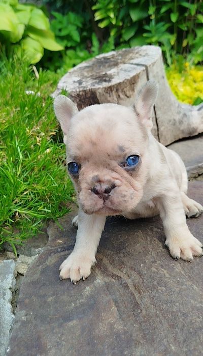 Французята - хлопчики й дівчата