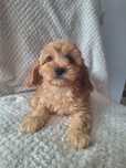Cavalier-pudel-cavapoo