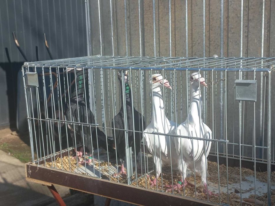 Sprzedam kariery czarne i białe