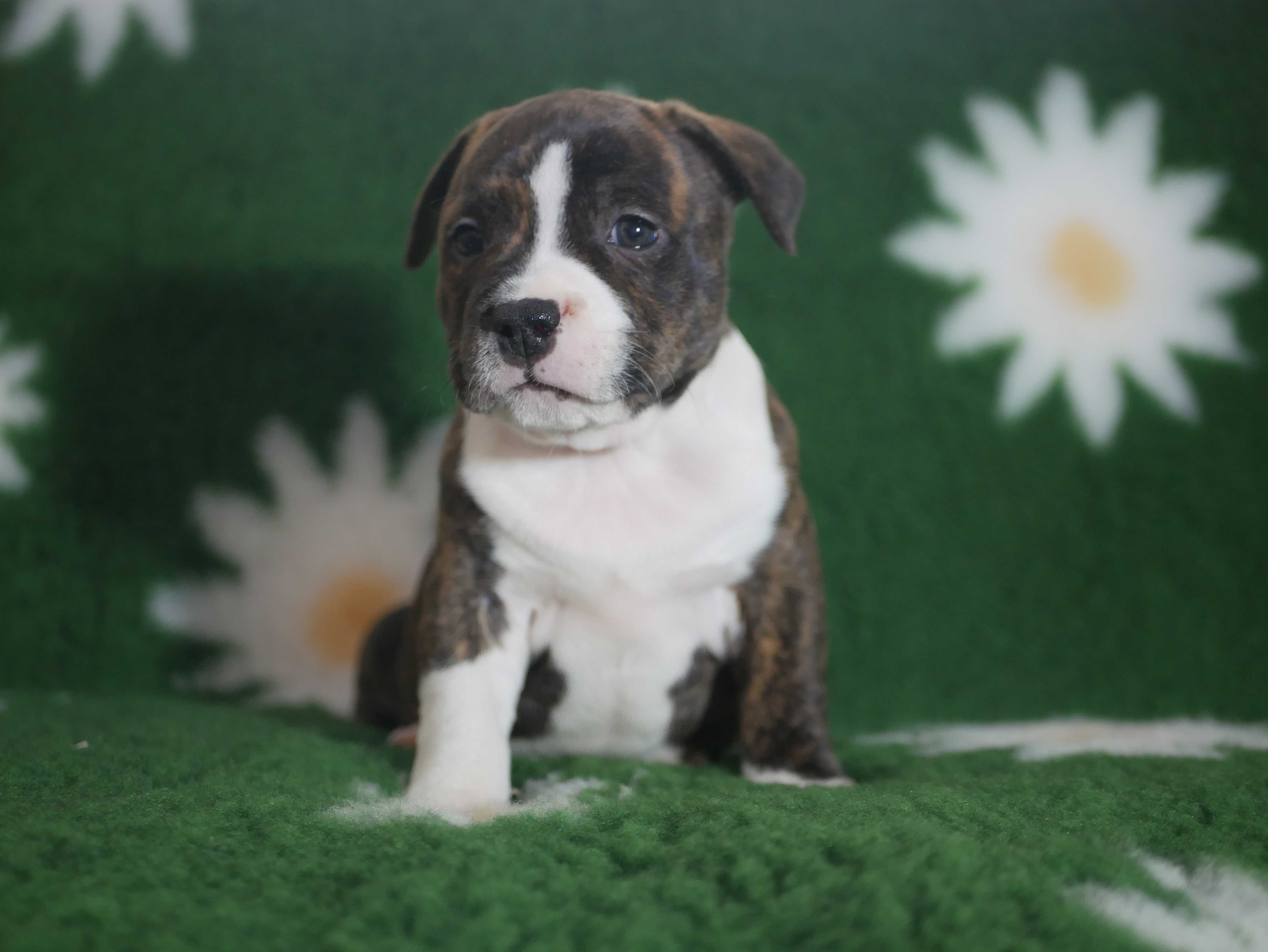 Staffordshire Bull Terrier - Staffik - piesek FCI