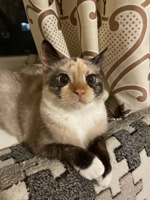 Отдам кошечку 5 мес