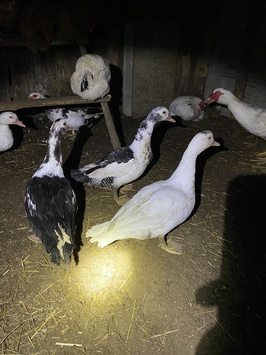 Kaczki kaczory francuskie