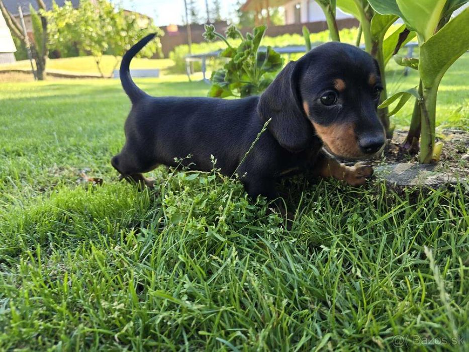 Teckel Macho Miniatura - Qualidade TOP