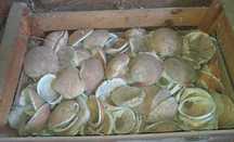 Conchas do mar muito boas