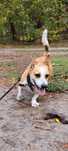 Pikuś cudny piesek w typie Corgi do adopcji