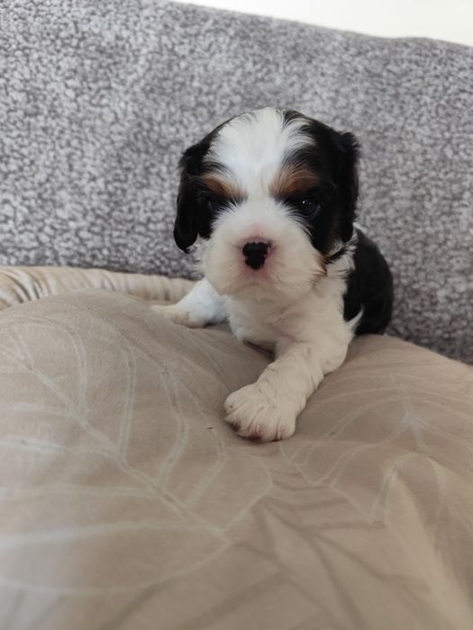 Cavalier King Charles Spaniel piesek samczyk tricolor