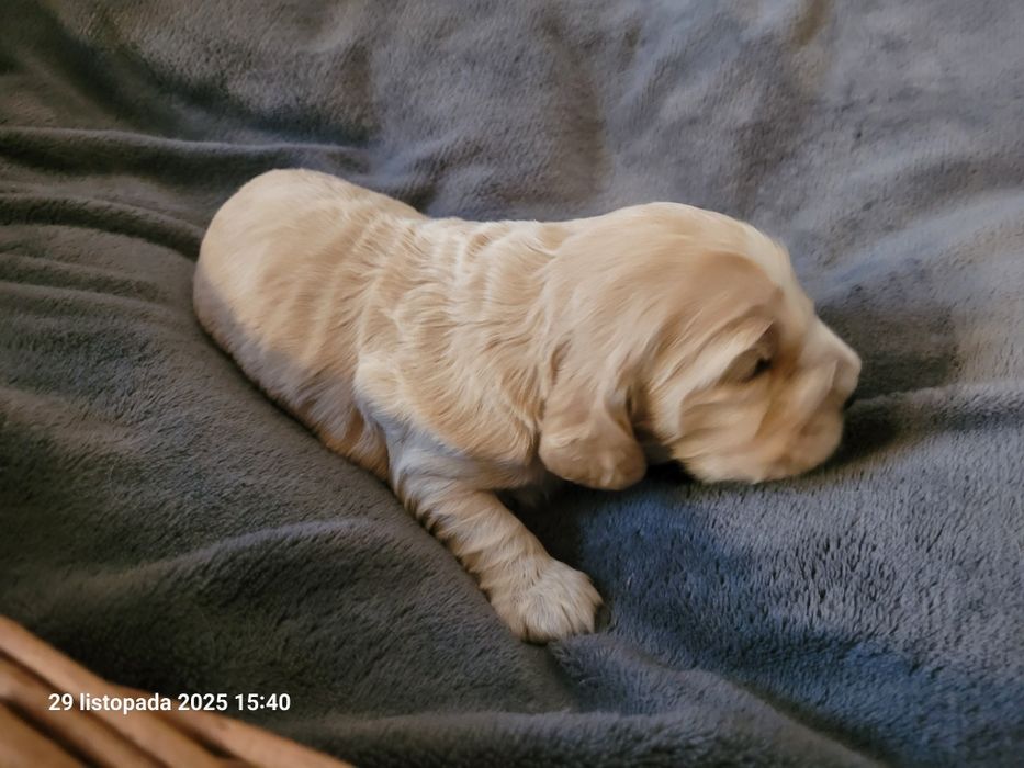 Cocker Spaniel Angielski biszkoptowy