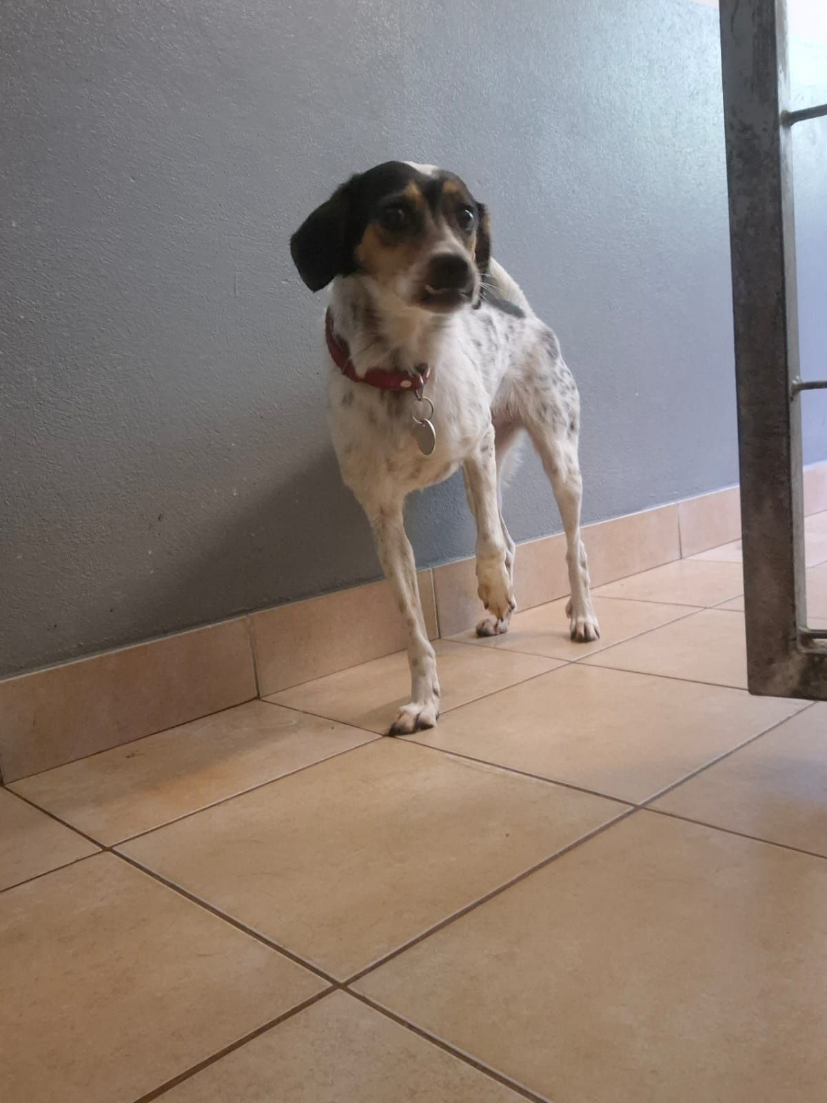 Sarenka Fredzia maluszek zniknie w schronisku. Uratuj ja! Adopcja dt