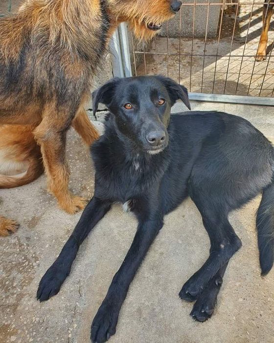 Zaroba- cachorra de porte médio para adoção