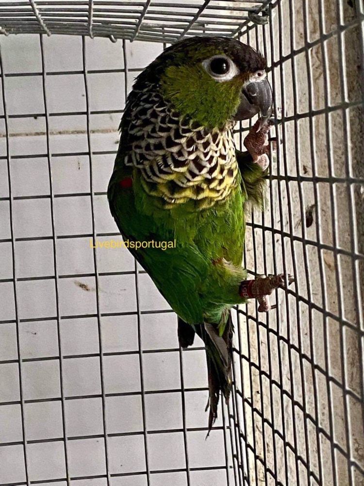 Pyrrhuras rupicola