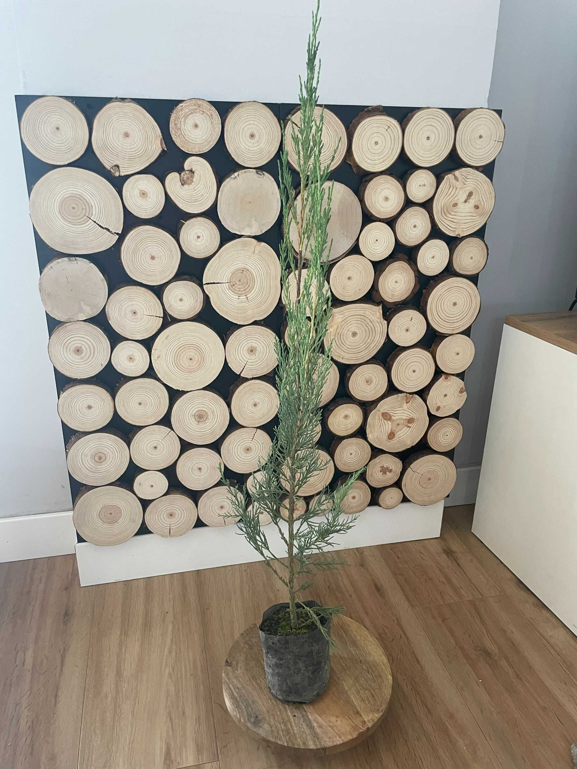 Jałowiec Blue Arrow 50-60cm z dowozem PRODUCENT