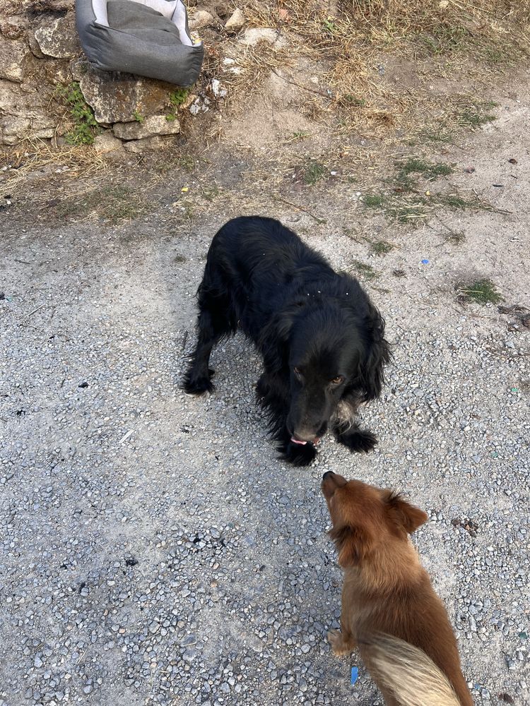 Border Collie adoção