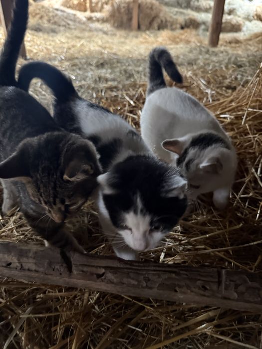 Kotki, koty 3 miesieczne