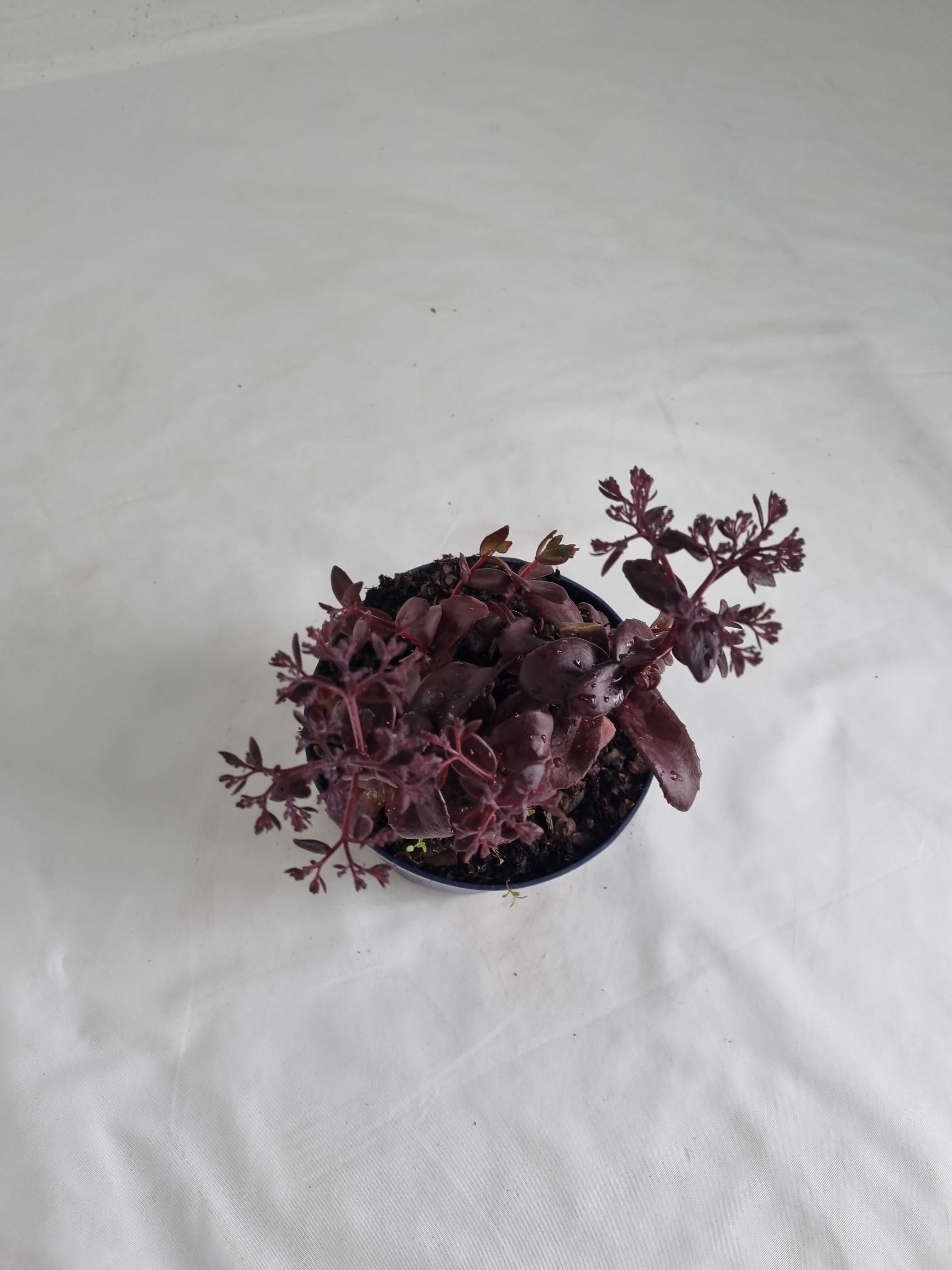 Rozchodnik Okazały Fioletowy – Sedum spectabile, Wys. 30 cm, 2L
