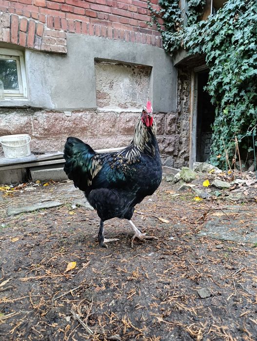 Piękny kogut - mix marans