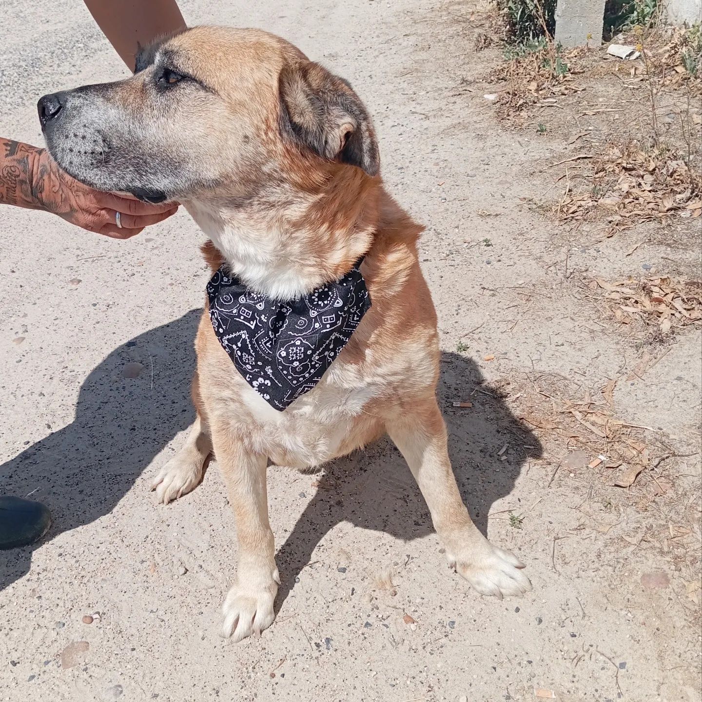 Cão de porte grande super querido para adoção responsável