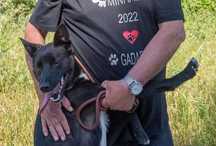 Valentim- cachorro de porte pequeno para adoção