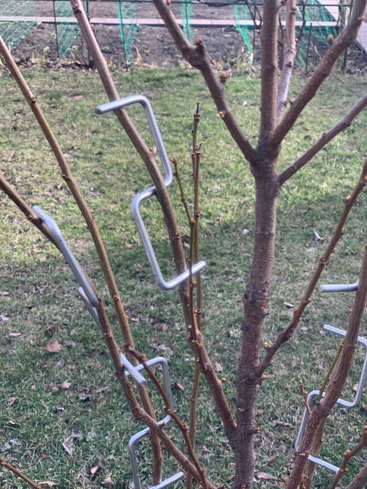 Скоба для фіксації гілок