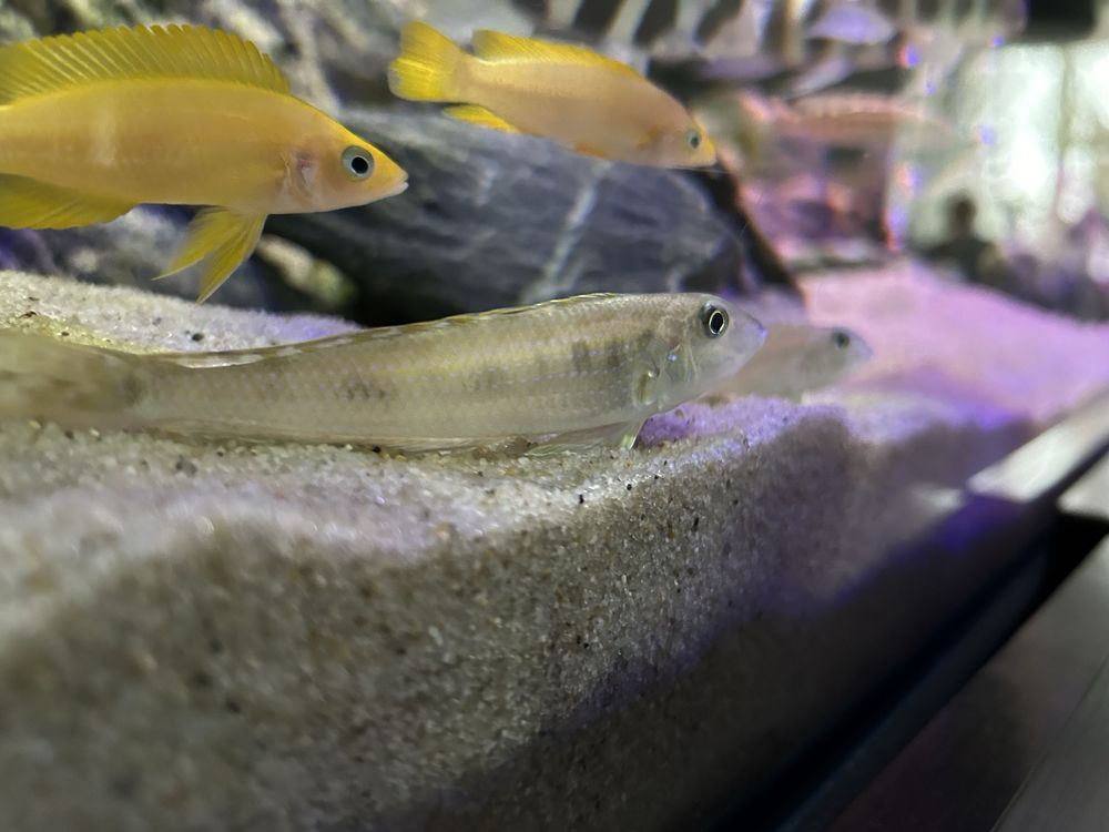 xenotilapia enantiopus melanogenys kilesa