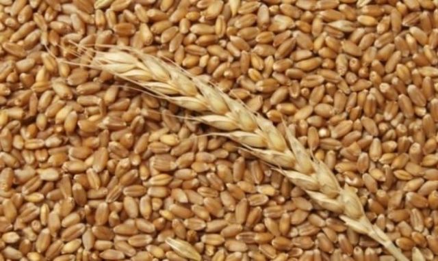 продам пшеницю урожай 2023