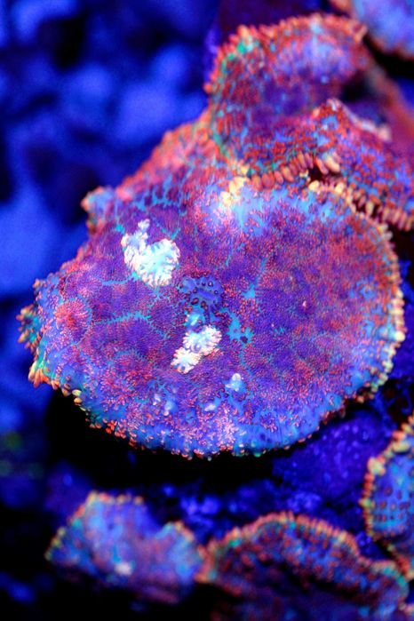 Rhodactis Fire Ball Red FLUOLAMPS.PL WYSYŁKI