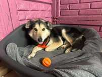 Piesek samiec do adopcji