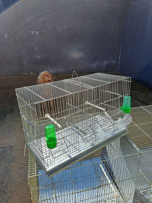 Vendo várias Gaiolas