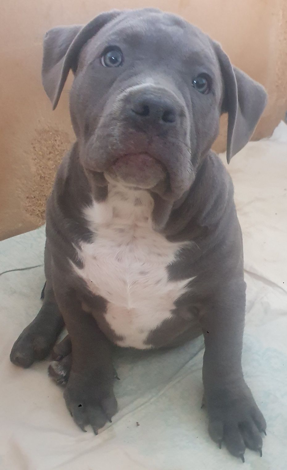 American Bully standard