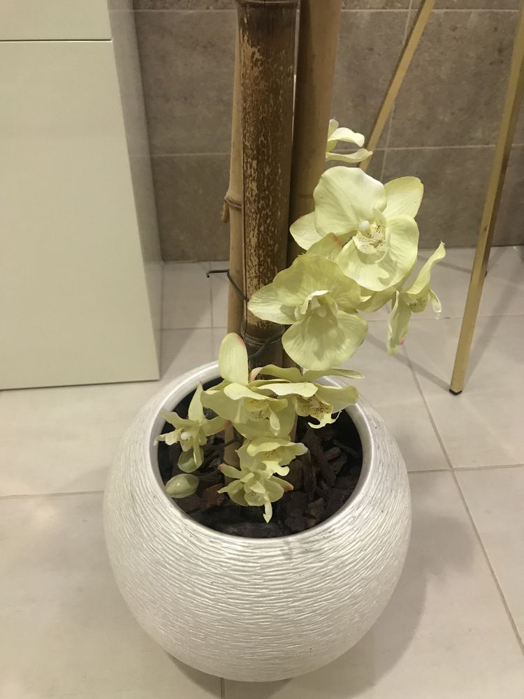 Vaso com orquidea novo