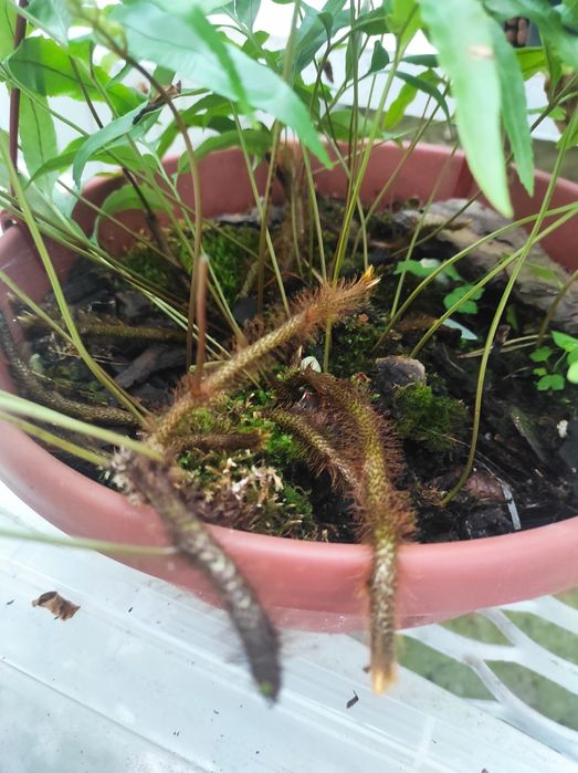 davallia pentaphylla. Папоротник.