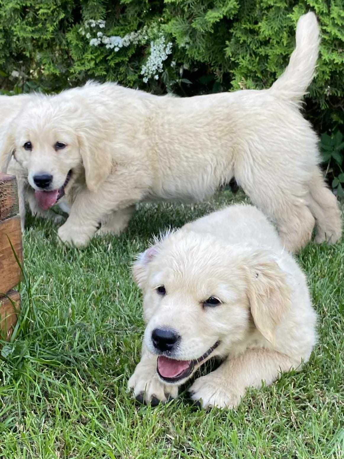 Szczenię golden retriever do odbioru