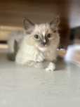 Ragdoll kotka seal mitted kot rodowód FPL Fife FCI chip wyprawka