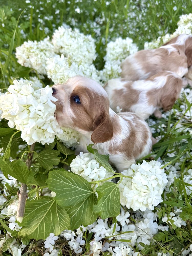 Cavalier king charles spaniel szczeniak
