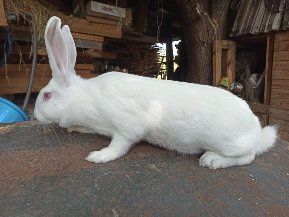 Кролі породи термондська біла,термонці,термонська біла,термони