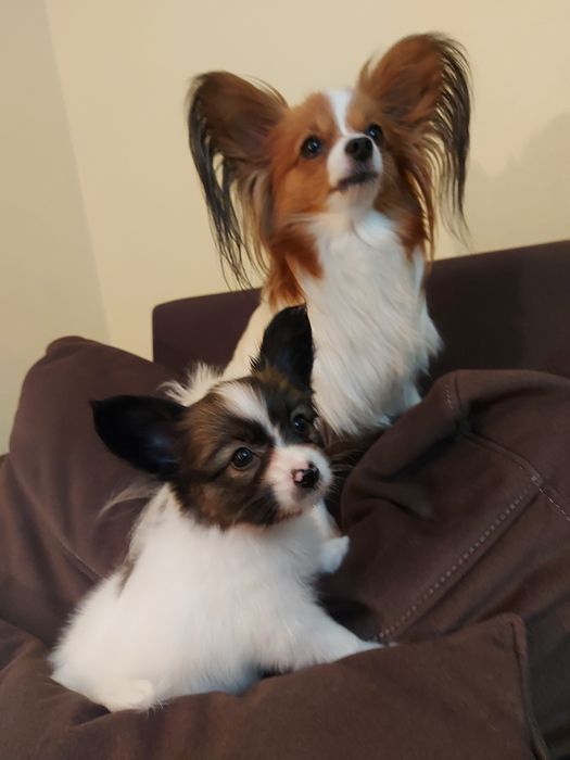 Солодкий папійон ( папільон)