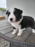 Szczeniak border collie suka