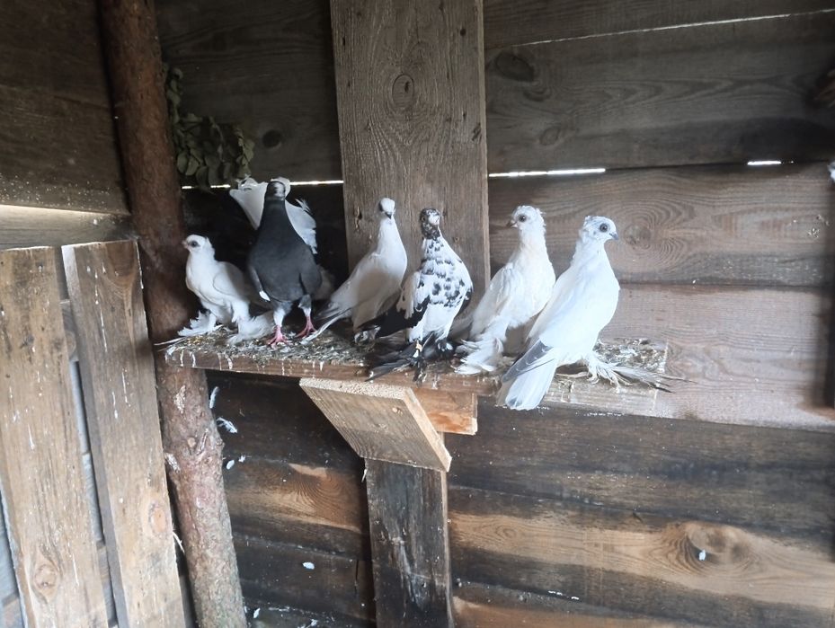 Golebie ozdobne łapciate